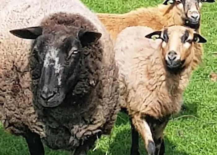 Op Mini-camping De Peelweide