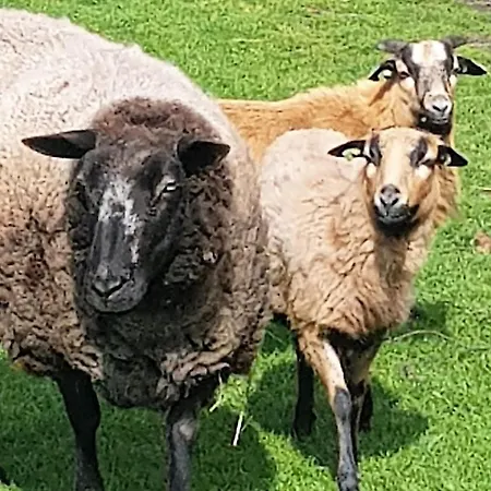 Op Mini-camping De Peelweide